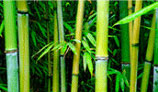 сок бамбука
